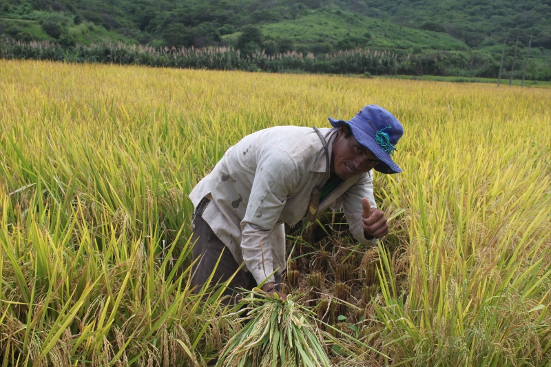 cosecha-de-arroz